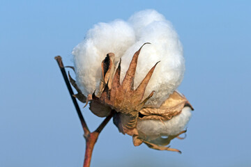 A cotton boll cracked open to reveal its white fluffy fibers