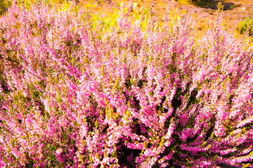 Flowers Calluna vulgaris . Flowering Calluna vulgaris. Bunch of purple scotch heather. Blooming heather plant