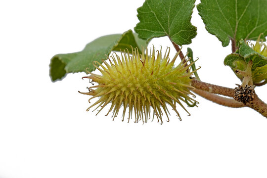 A fruit of the common cocklebur (Xanthium), a genus of flowering plants in the tribe Heliantheae within the family Asteraceae