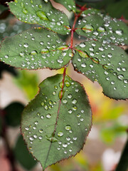 Fresh raindrops are a rose leaf