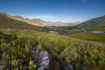 Waboomskraal in the Outeniqua Mountains Hops farms and fynbos, floral kingdom in South Africa.