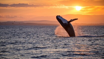 Humpback Whale Breaching at Sunset.