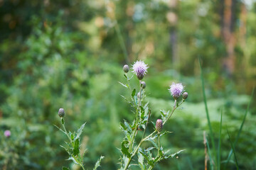 chaber driakiewnik, centaurea scabiosa l. © Marcin Łazarczyk