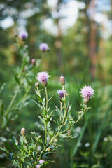 chaber driakiewnik, centaurea scabiosa l. © Marcin Łazarczyk