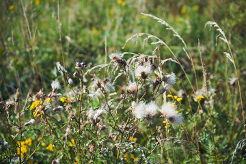 chaber driakiewnik, centaurea scabiosa l. © Marcin Łazarczyk