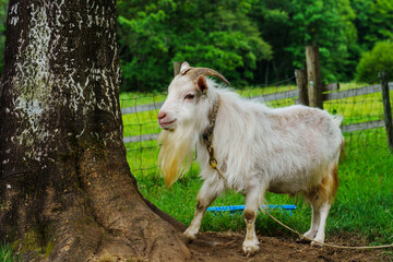 Fototapeta premium 牧場の山羊 夏 岐阜県飛騨市神岡町 天空の牧場山之村牧場 