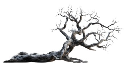 Old tree transparent background