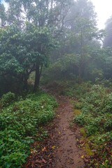 A forest path is covered in leaves and moss