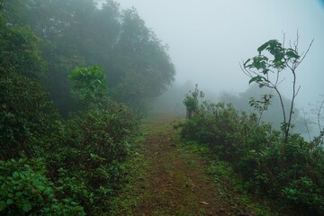 A foggy forest path with trees and bushes