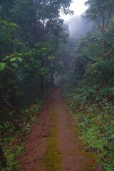 A path through a forest with moss growing on the ground