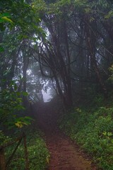 A forest path is shown in the rain, with trees and bushes lining the way