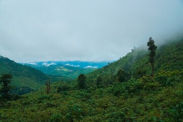 A lush green forest with a cloudy sky in the background