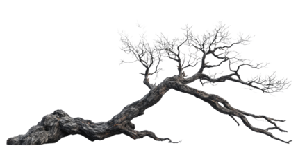 Old tree transparent background