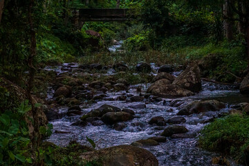 A stream of water flows through a forest with rocks and plants