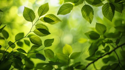 Obraz premium Green leaves thriving under bright backlit sunshine, with their intricate textures and shapes beautifully highlighted, making for a vibrant and dynamic depiction of nature's resilience.