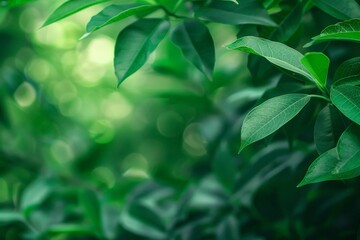 Obraz premium Green leafy foliage stands out against a blurred natural backdrop, highlighting the intricate vein patterns and rich green hues, bringing nature's beauty to the forefront.