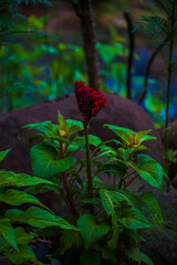 A single red flower is the main focus of the image
