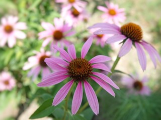 pink flowers