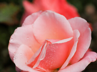 A beautiful purple red rose with raindrops on it