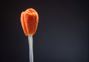 Unique Orange Tulip Blooming on a Stem Against a Dark Background in Spring