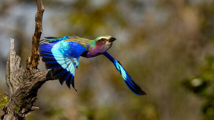 Lilac-breasted Roller (Gewone troupant) (Coracius caudatus) taking off and flying near Satara in the Kruger National Park, Limpopo, South Africa 