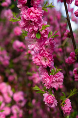 Obraz premium Spring nature concept sakura flowers on branches outdoor