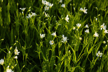 White wild flowers on spring forest background