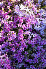Overhead view of flowers bed moss phlox nature background