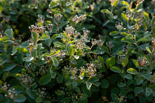 Reeves Spirea