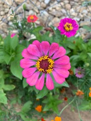 Obraz premium pink zinnia flowers in the garden