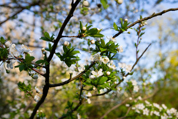 Spring nature background with flowering twigs