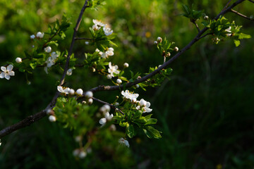 Spring nature background with white flowering twigs on green