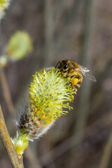 A bee on a branch of a blooming willow