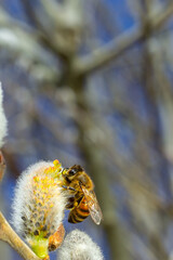 A bee on a branch of a blooming willow