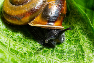 Oxychilus alliarius , commonly known as the garlic snail or garlic glass-snail