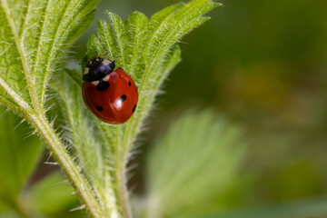 Closeup on the colorful seven-spot ladybird, Coccinella septempunctata on a green leaf in the garden
