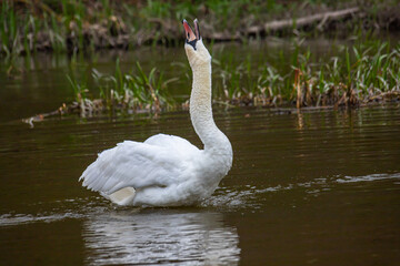 The mute swan Cygnus olor on the water of a small river. A beautiful white bird