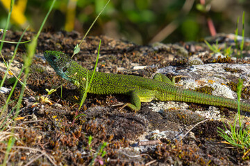 European green lizard Lacerta viridis emerging from the grass exposing its beautiful colors