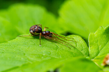 macro shot of Metellina spider on tip of green leaf, wildlife in natural environment