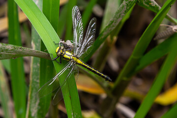 Larval dragonfly grey shell. Nymphal exuvia of Gomphus vulgatissimus. White filaments hanging out of exuvia are linings of tracheae. Exuviae, dried outer casing on blade of grass