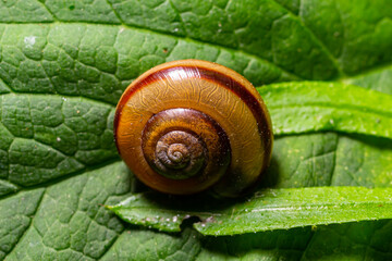 Oxychilus alliarius , commonly known as the garlic snail or garlic glass-snail