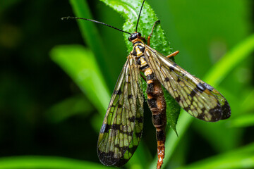 Closeup on a German scorpionfly , Panorpa germanica sitting on a green leaf