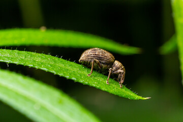 Macro of a Snout Beetle resting on a leaf