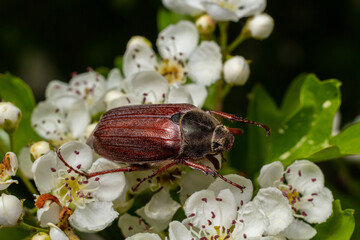 The crunch of the melolontha melolontha insect on a tree branch. Animal wildlife background