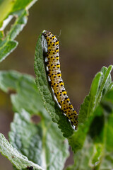 Mullein Cucullia verbasci Caterpillars feeding on garden flower leaves