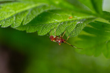 Selective focus closeup on a Red spotted Mirid plant bug, Deraeocoris ruber, sitting on a leaf in the gardenagainst a green background