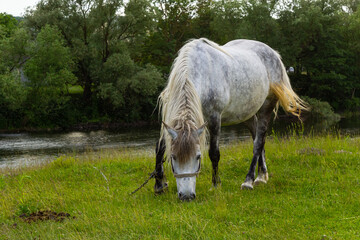 A beautiful white grey horse stays calm grazing on green grass field or pasture, its ears up and...