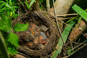 Baby birds in the nest birds and mistle thrushes. Thrushes