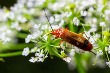 Common red soldier beetle Rhagonycha fulva