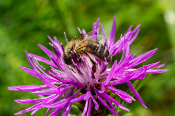 A flying honey bee collects pollen on a flower